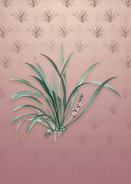 Vintage Sansevieria Carnea