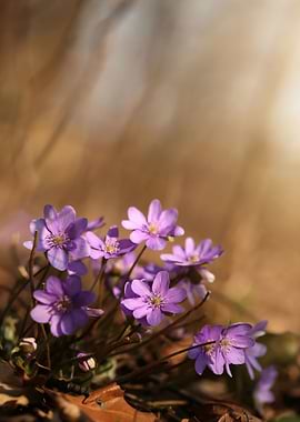 Spring flowers