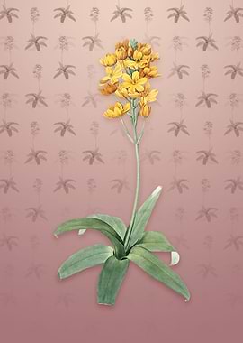 Sun Star on Dusty Pink