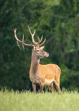 Deer
