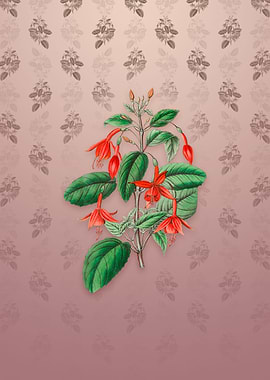 Standishs Fuchsia Flower