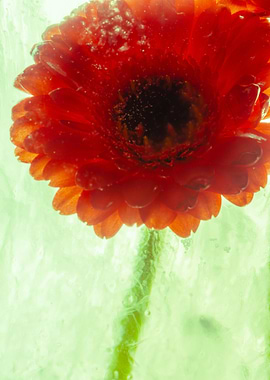 Gerbera colored green