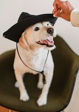 DOG WITH HAT