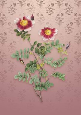 Variegated Burnet Rose