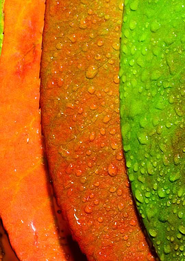 colorful leaf