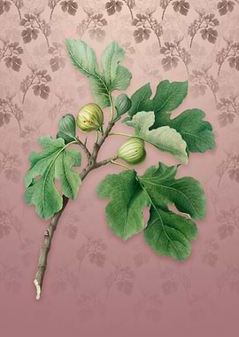 Vintage Fig on Dusty Pink