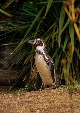 Humboldt Penguin