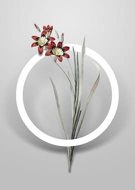 Ixia Tricolor Flower Art