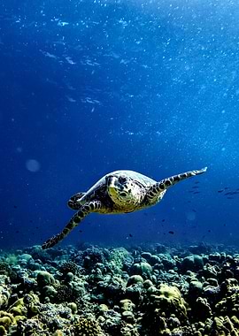 Sea Turtle