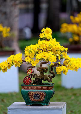 Bonsai Tree Yellow Blooms