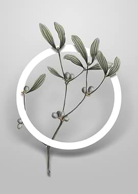 Viscum Album Branch Flower