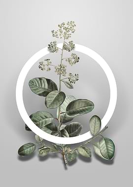 European Smoketree Flower