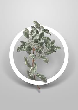 Evergreen Oak Flower Art