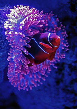 Clownfish