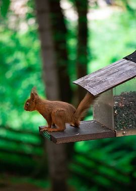 Red Squirrel Feeding Time