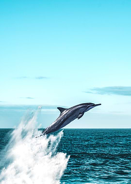 Dolphin