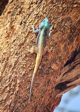 Colorful lizard