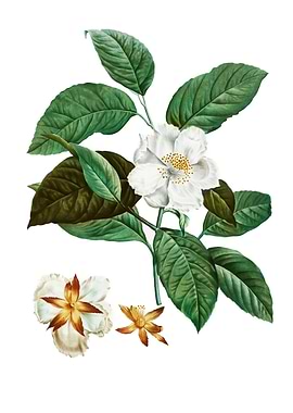 Stewartia Pentagyna