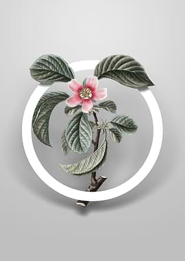 Chinese Quince Flower Art