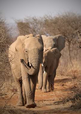 Herd of elephant in Africa