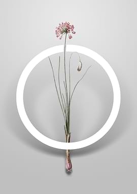 Autumn Onion Flower Circle