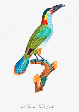 Black Necked Aracari