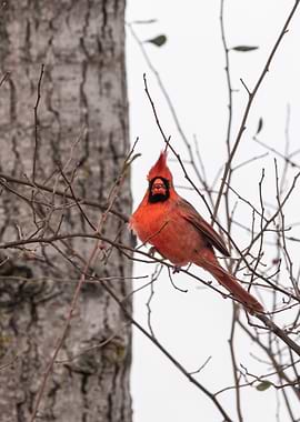 Cardinal with a berry