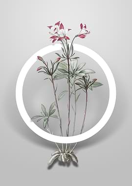 Lily of the Incas Flower