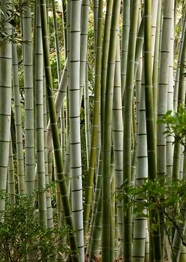 Green Bamboo