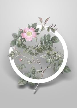 Malmedy Rose Flower Circle