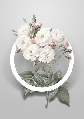 Noisette Roses Flower Art