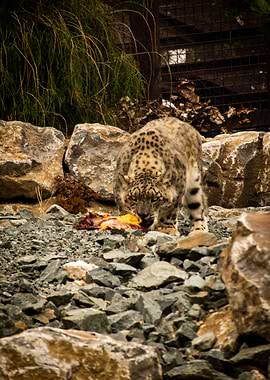 Snow Leopard