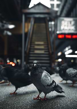 Pigeon City Portrait