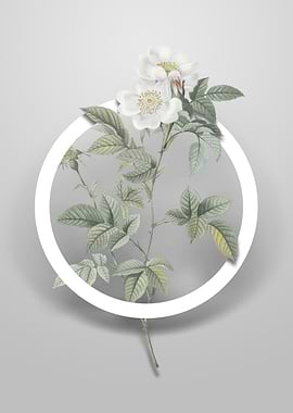 White Anjou Roses Flower