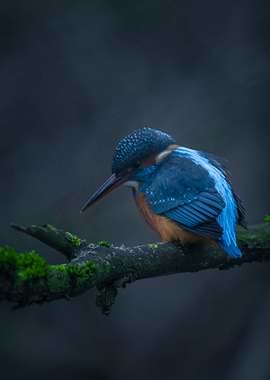 Regal Kingfisher