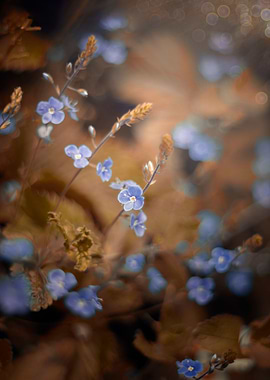 Wild blue flowers, macro