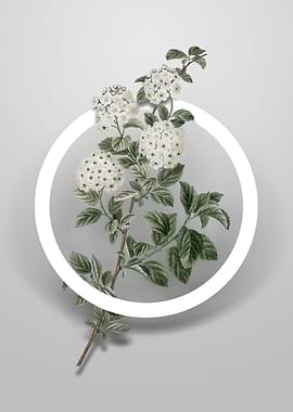 Germander Meadowsweet Art