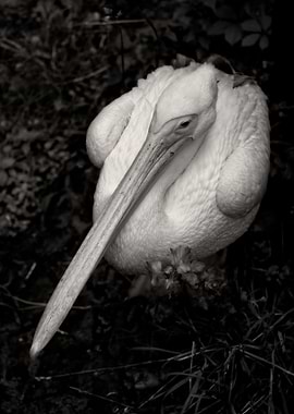 Great White Pelican