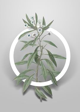 Globe Daisy Shrub Flower