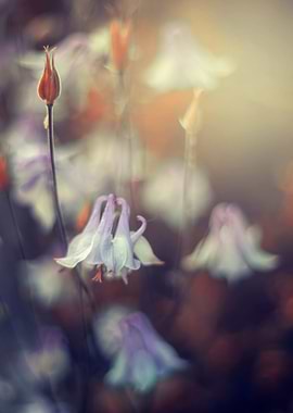 Pink Flower impression