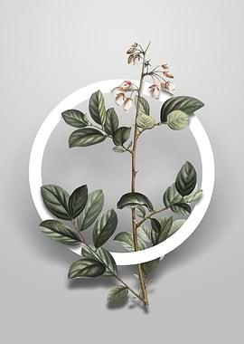 Andromeda Mariana Branch