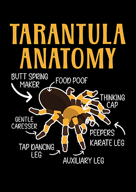 Tarantula Anatomy Spider