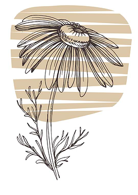 Chamomile and Daisy