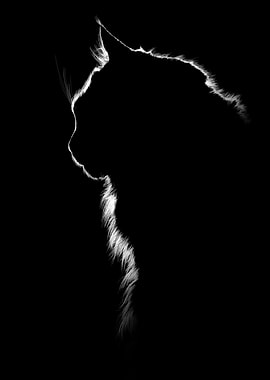 Silhouette of a cat