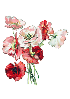 Klatschmohn Poppy