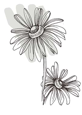 Chamomile and Daisy
