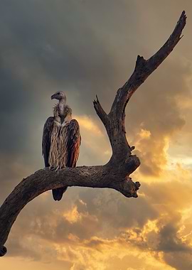 Vulture