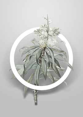 Vintage Pleomele Flower