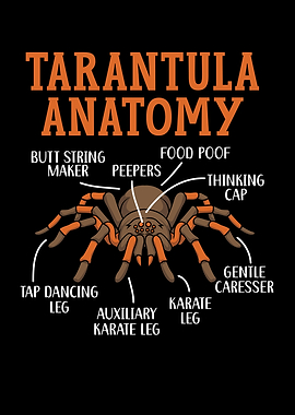 Tarantula Anatomy Spider
