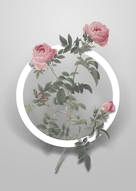 Rose of the Hedges Flower